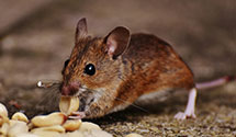 24 Hour & Emergency Exterminators in Marshall, MI